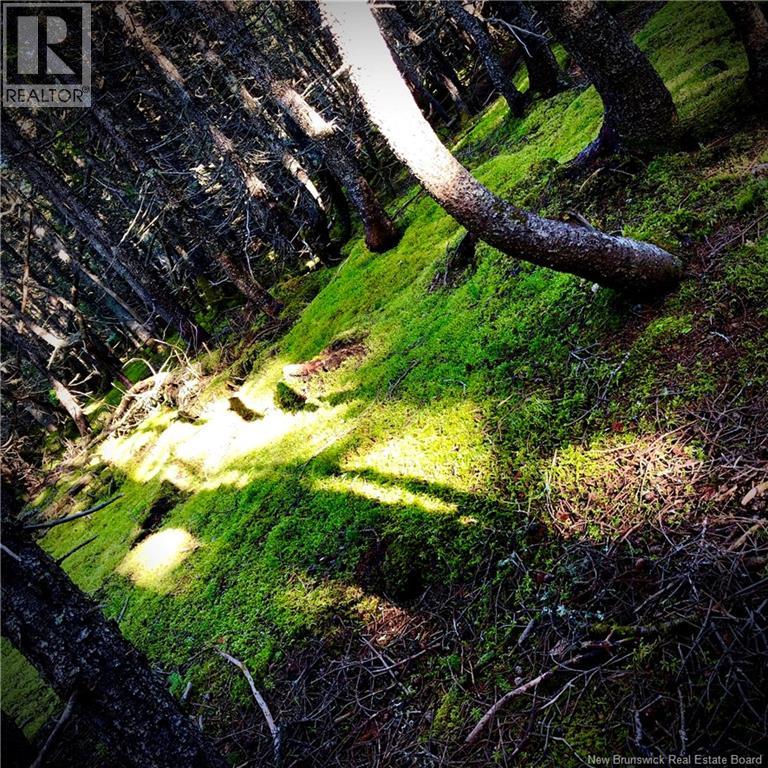 Lot Chemin Malbay Property Photo 11