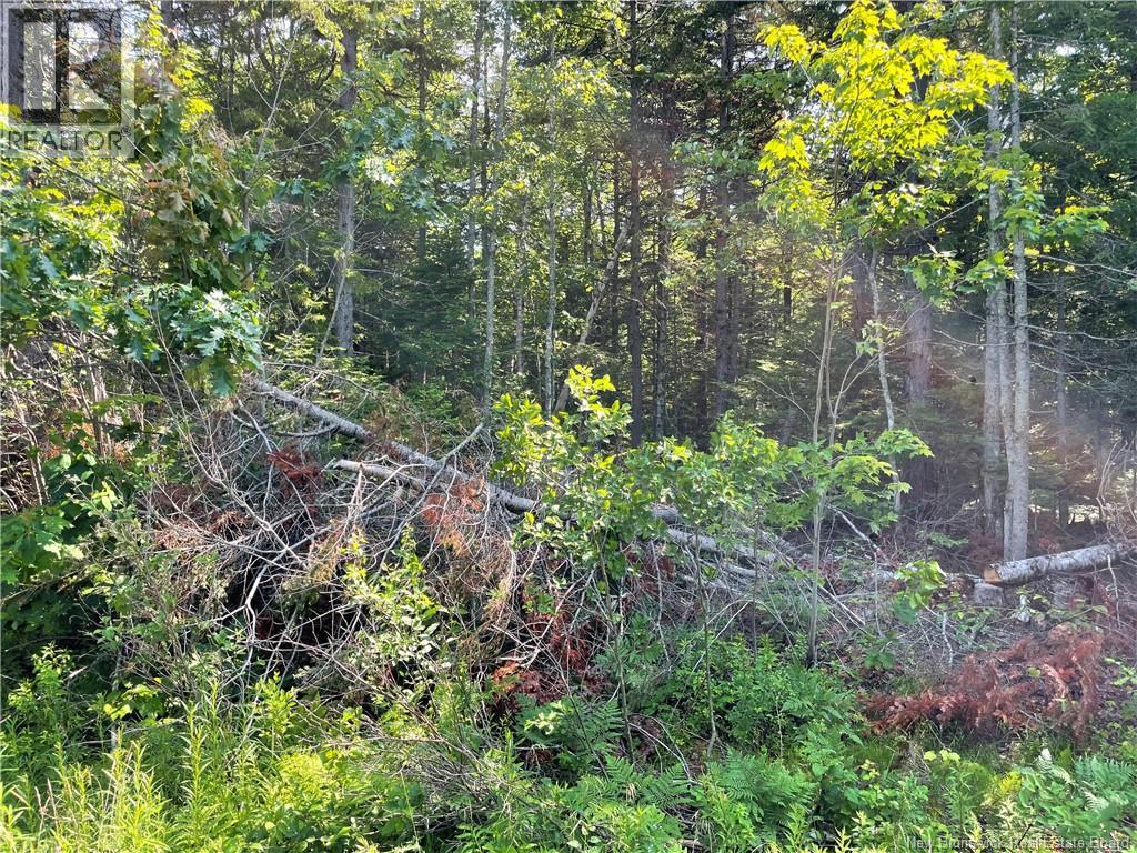 Lot 2 Route 490 Property Photo 1