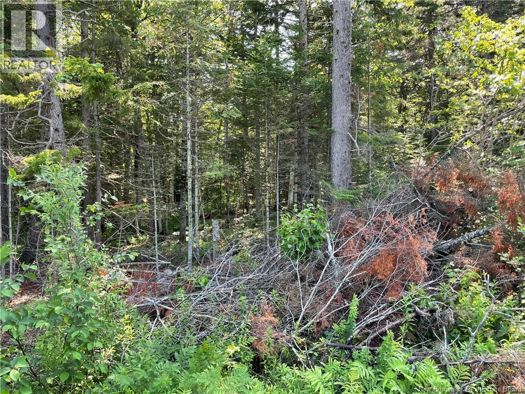Lot 2 Route 490 Property Photo 2