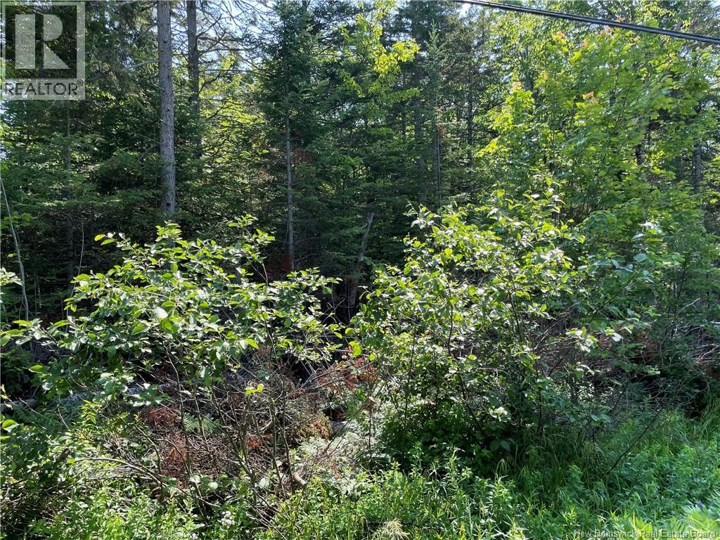 Lot 3 Route 490 Property Photo 1