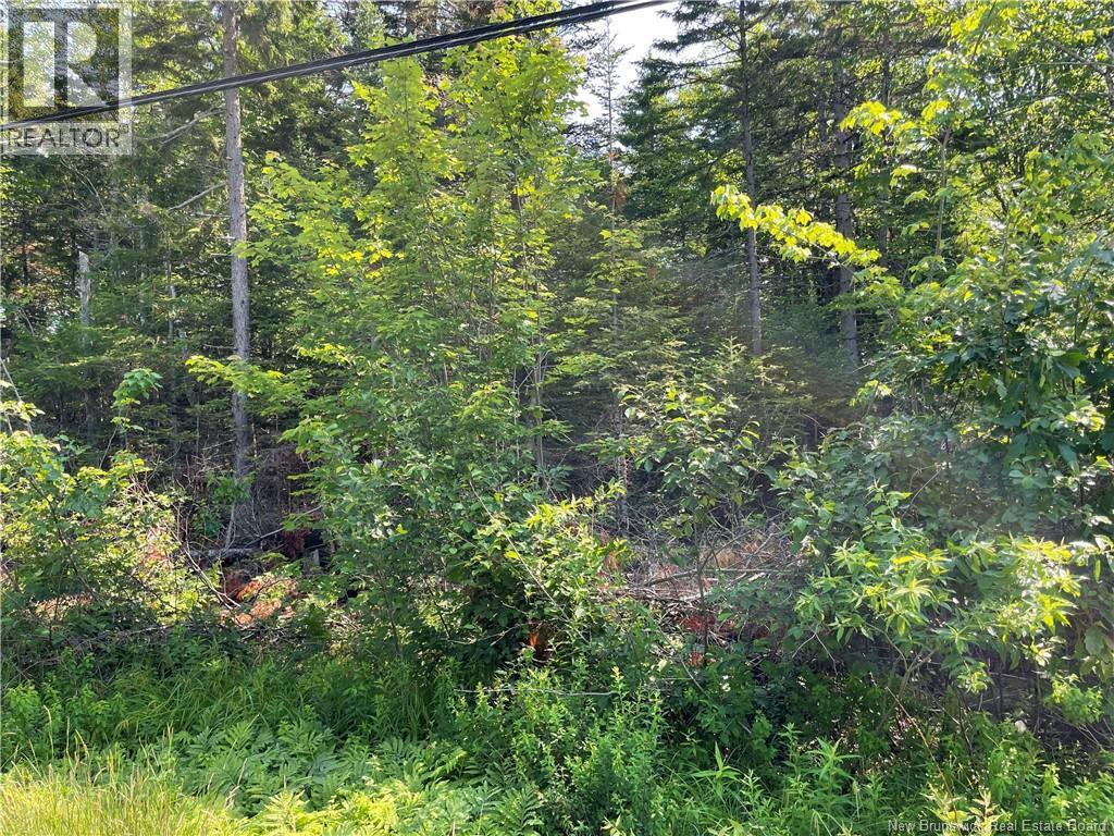 Lot 3 Route 490 Property Photo 2