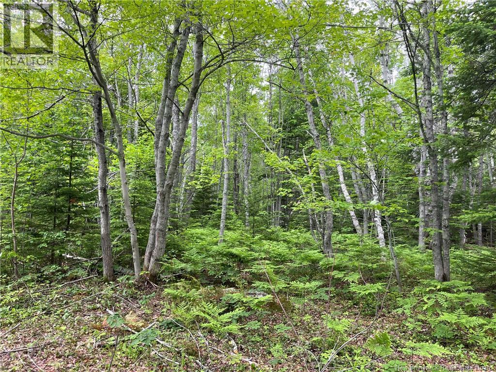 1446 Chatillon Property Photo 5