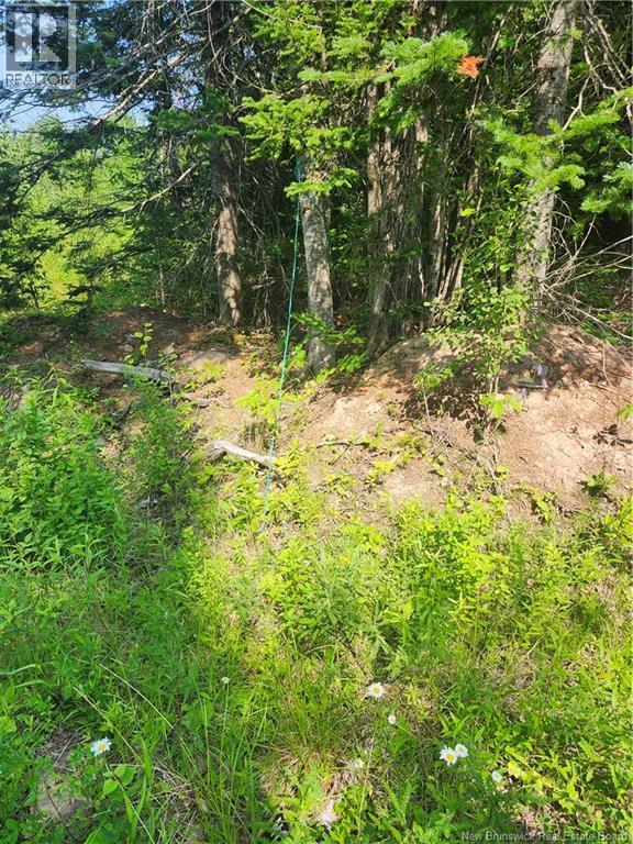 Lot 116 Highway Property Photo 4