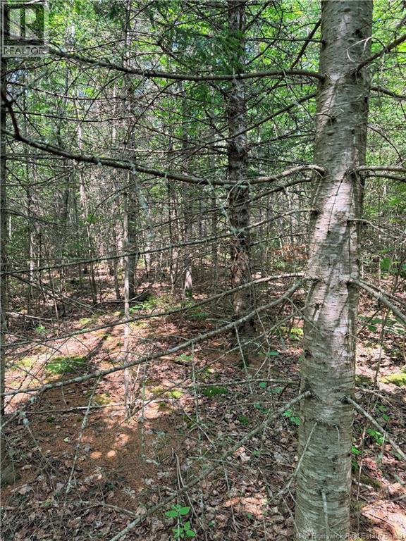 Off Drurys Cove Road Property Photo 9