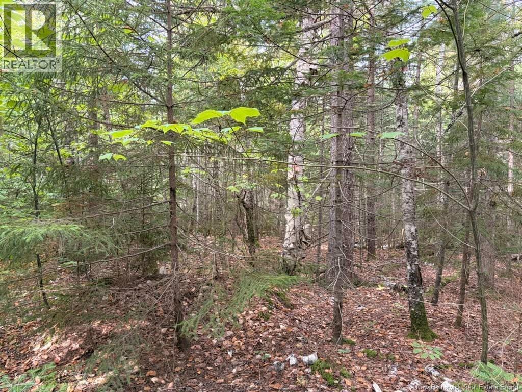 Steeves Lot Green Road Property Photo 3