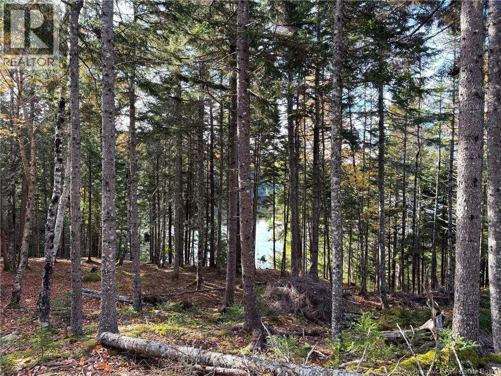 Osprey Lane Property Photo 6