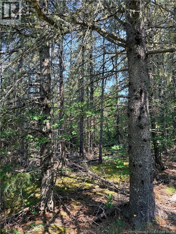 Off Drurys Cove Road Property Photo 10