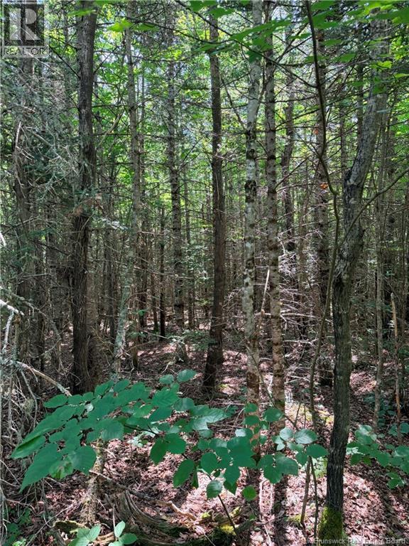 Off Drurys Cove Road Property Photo 13