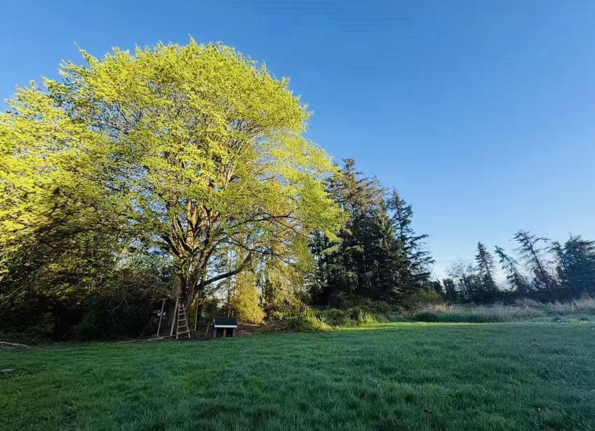 18106 32 Avenue Property Photo 16