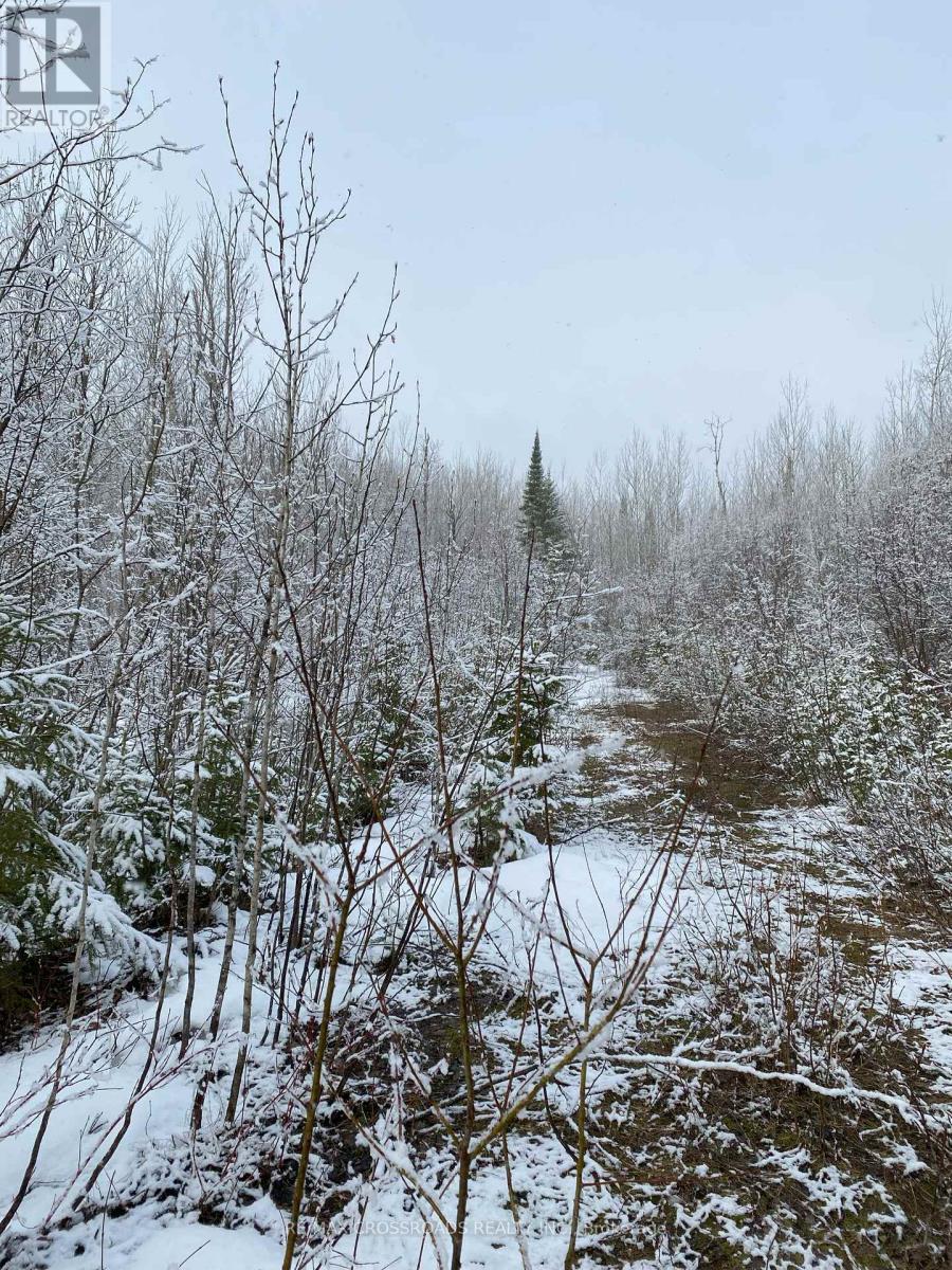 335506 Highway 11 Property Photo 11
