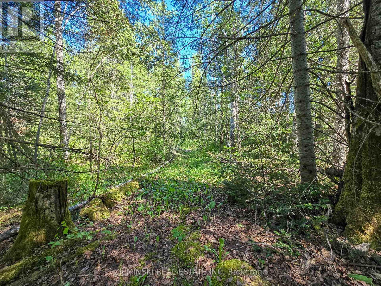 Lot 14 Con 9 Blount Twsp Property Photo 4
