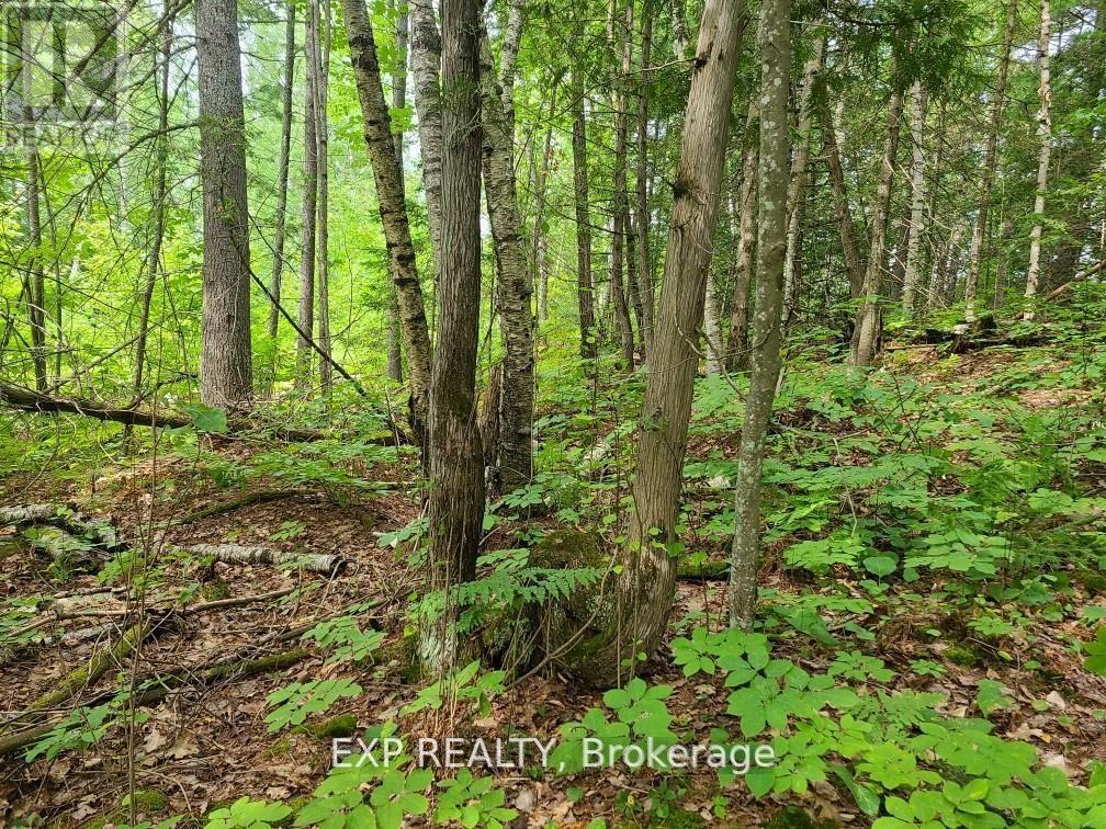 20 Peplinski Homestead Road Property Photo 11