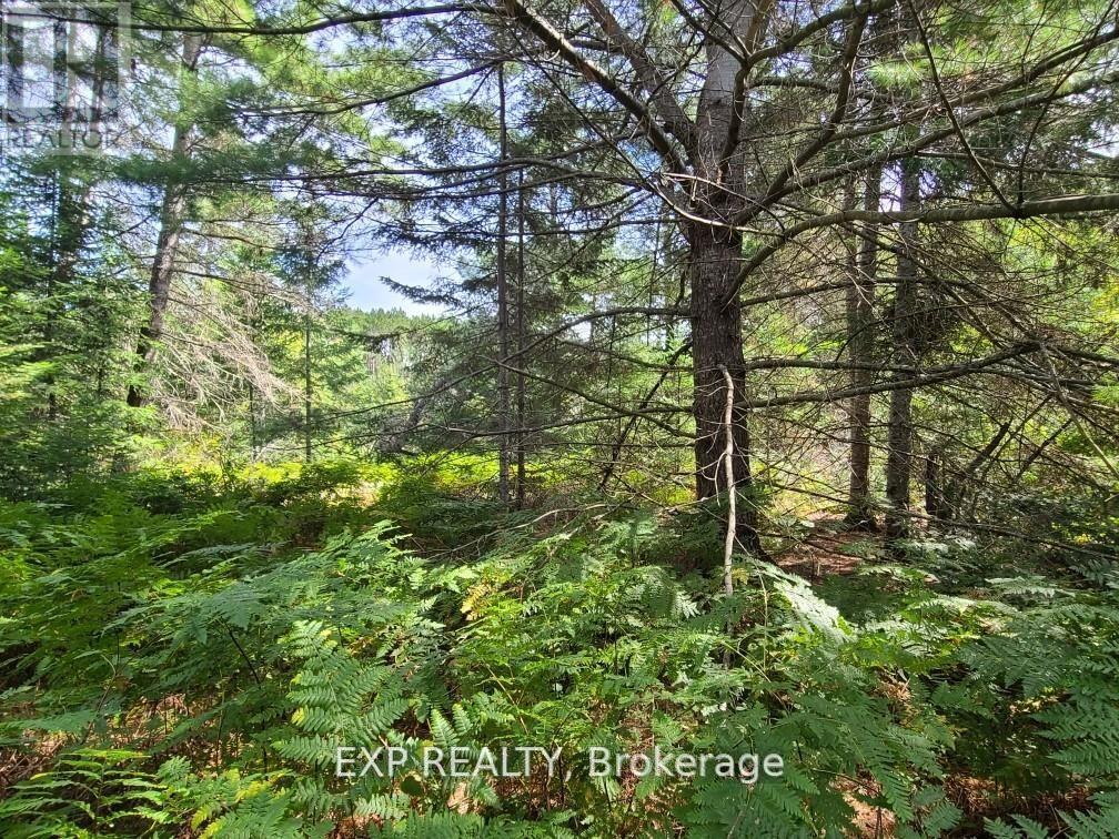 Pt Lt 8 Old Barrys Bay Road Property Photo 13