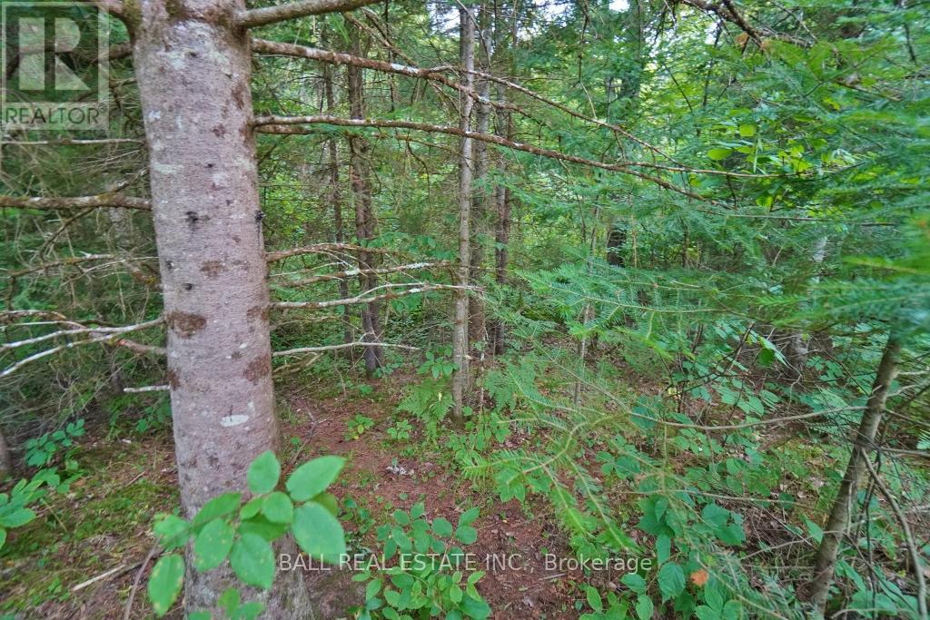 0 Glory Road Property Photo 12