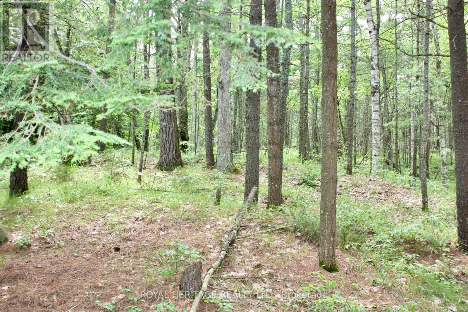 Lot 2 - N/a-wao Kasshabog Lake Property Photo 4