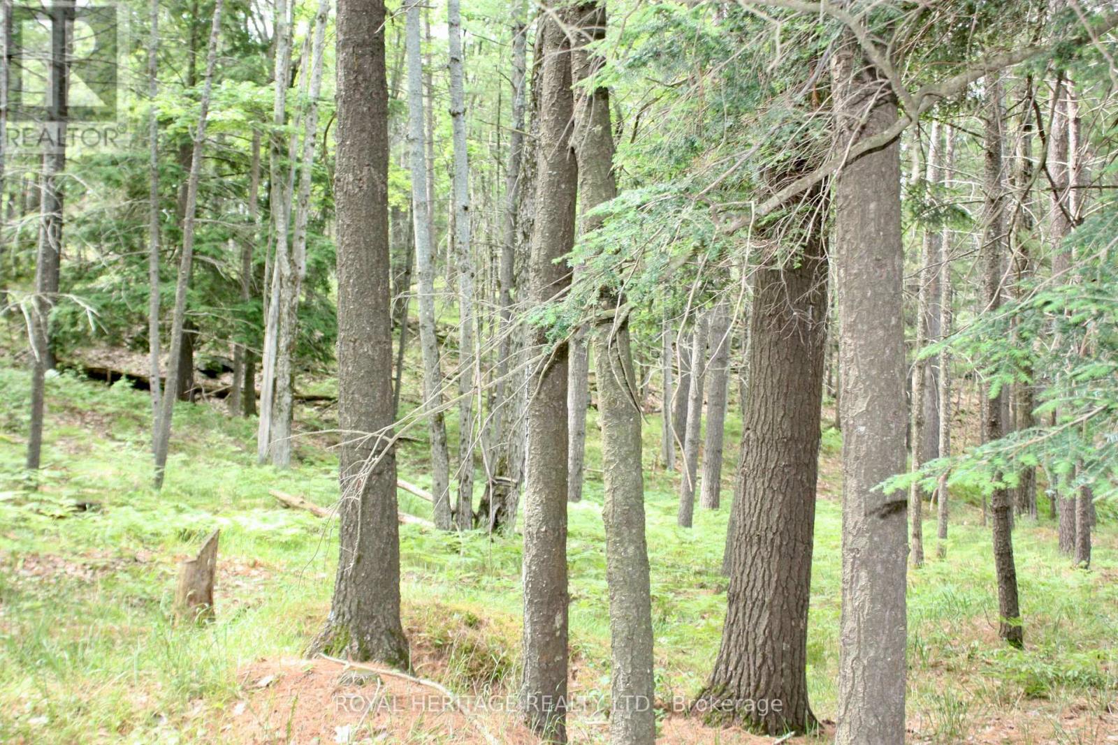Lot 2 - N/a-wao Kasshabog Lake Property Photo 5