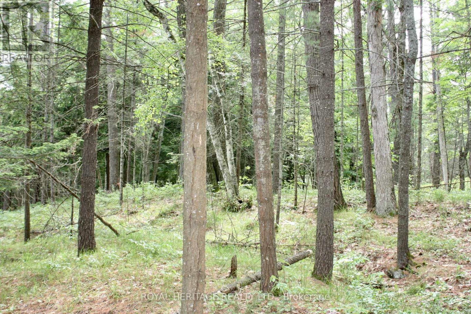 Lot 2 - N/a-wao Kasshabog Lake Property Photo 6