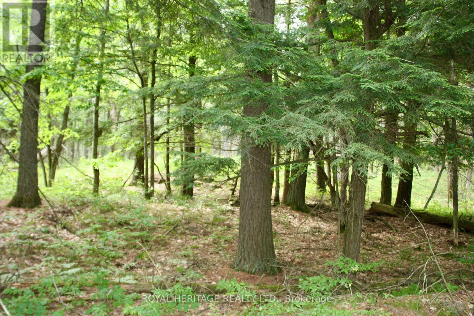 Lot 2 - N/a-wao Kasshabog Lake Property Photo 13