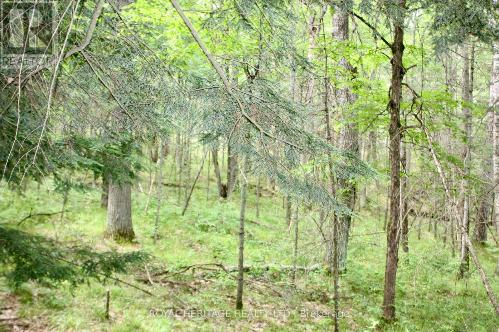 Lot 2 - N/a-wao Kasshabog Lake Property Photo 16