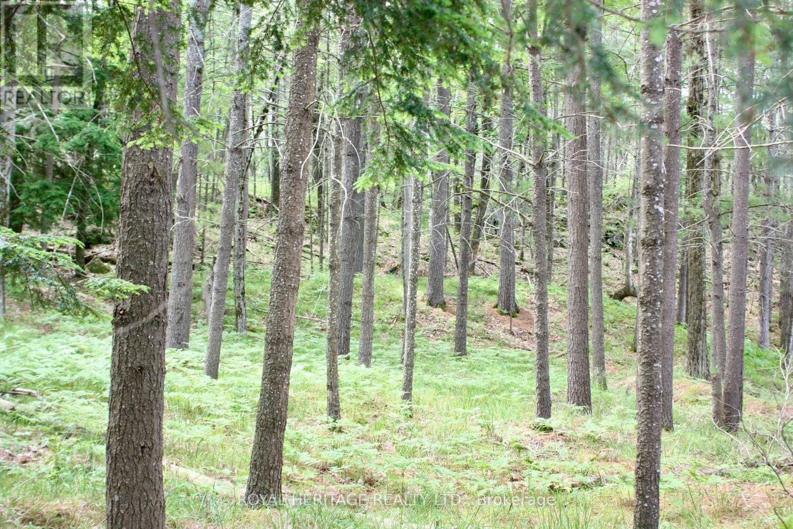 Lot 2 - N/a-wao Kasshabog Lake Property Photo 18