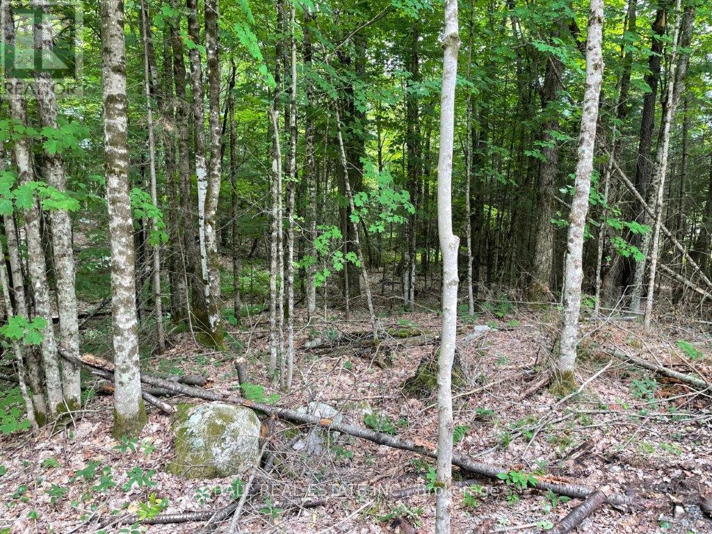 1350 Haliburton Lake Rd Property Photo 7