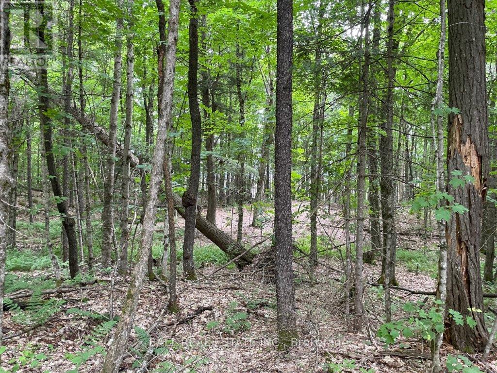 1350 Haliburton Lake Rd Property Photo 8