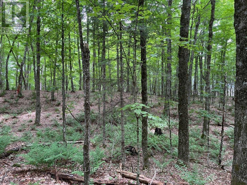 1350 Haliburton Lake Rd Property Photo 13