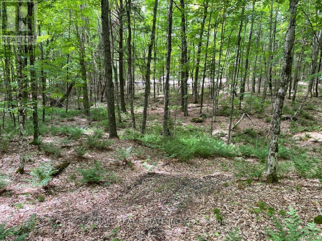 1350 Haliburton Lake Rd Property Photo 17
