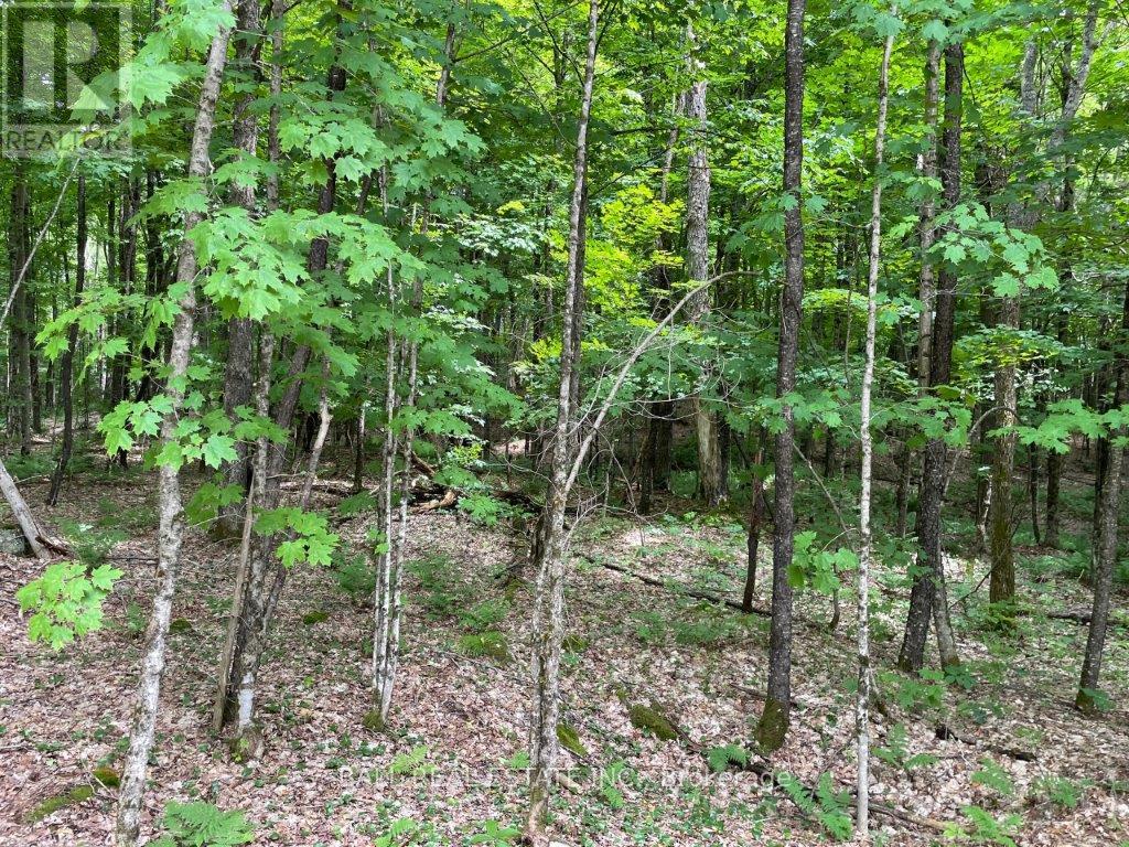 1350 Haliburton Lake Rd Property Photo 18