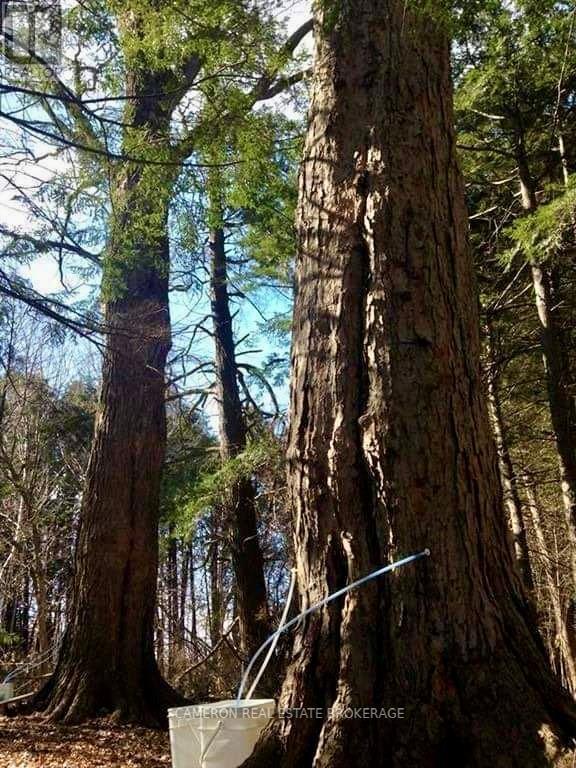 4141 Helmer Road Property Photo 29