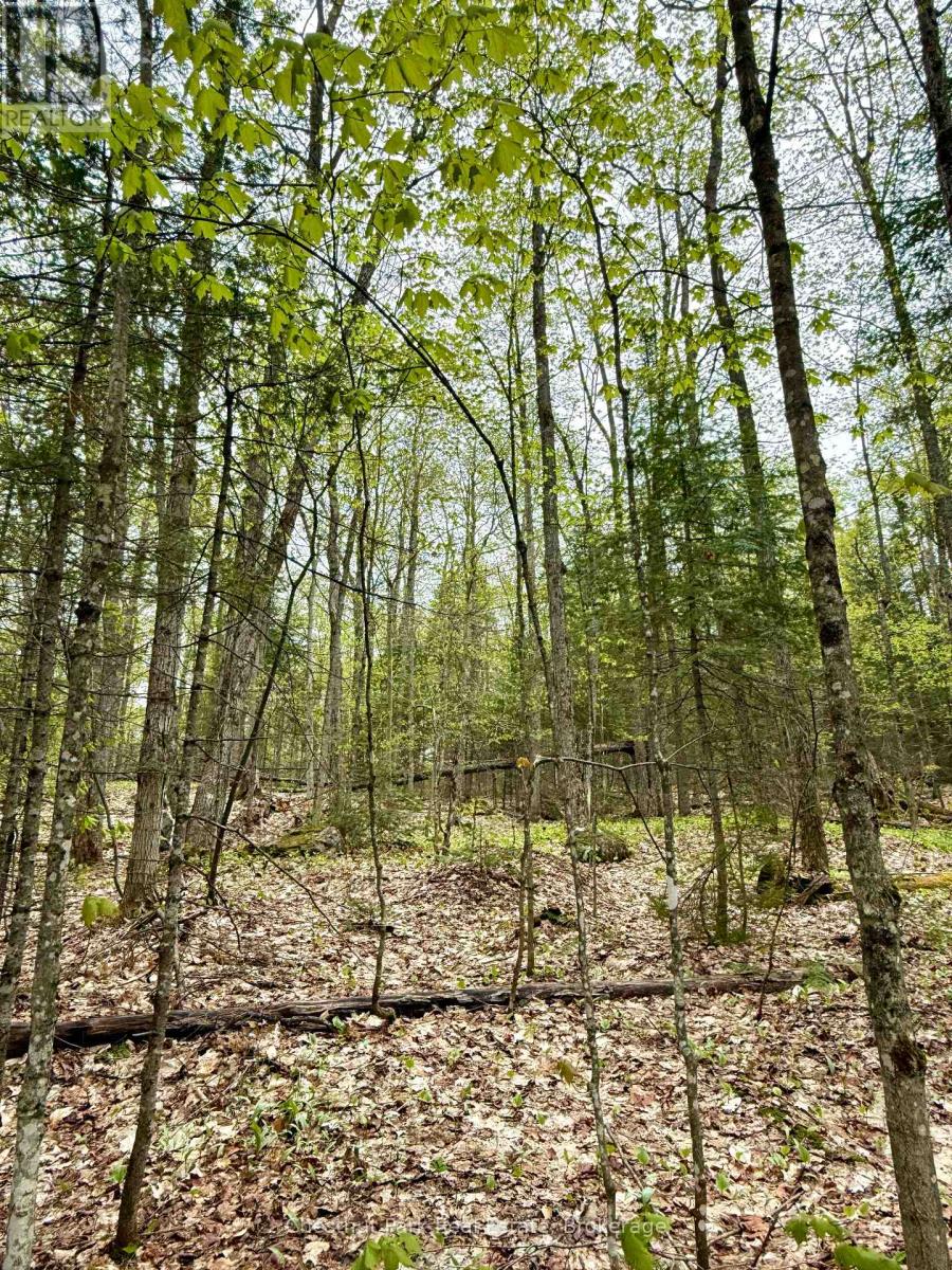 0 King Lake Property Photo 38