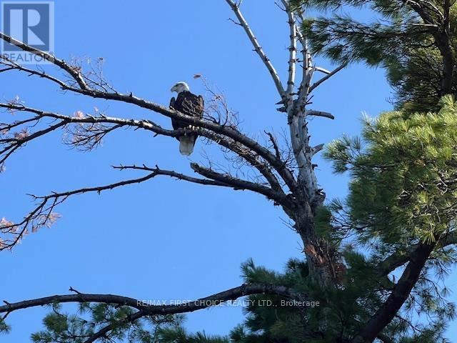 G 734 Rainy Lake Property Photo 4