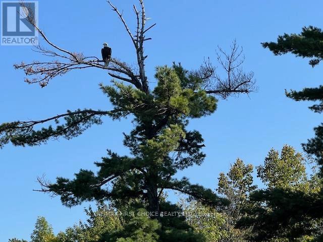 G 734 Rainy Lake Property Photo 29