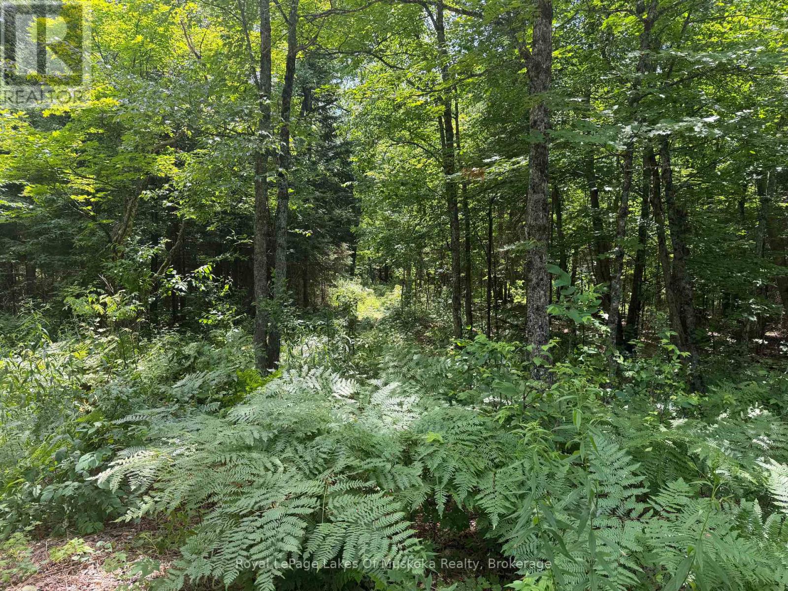 0 Axe Lake Road Property Photo 3