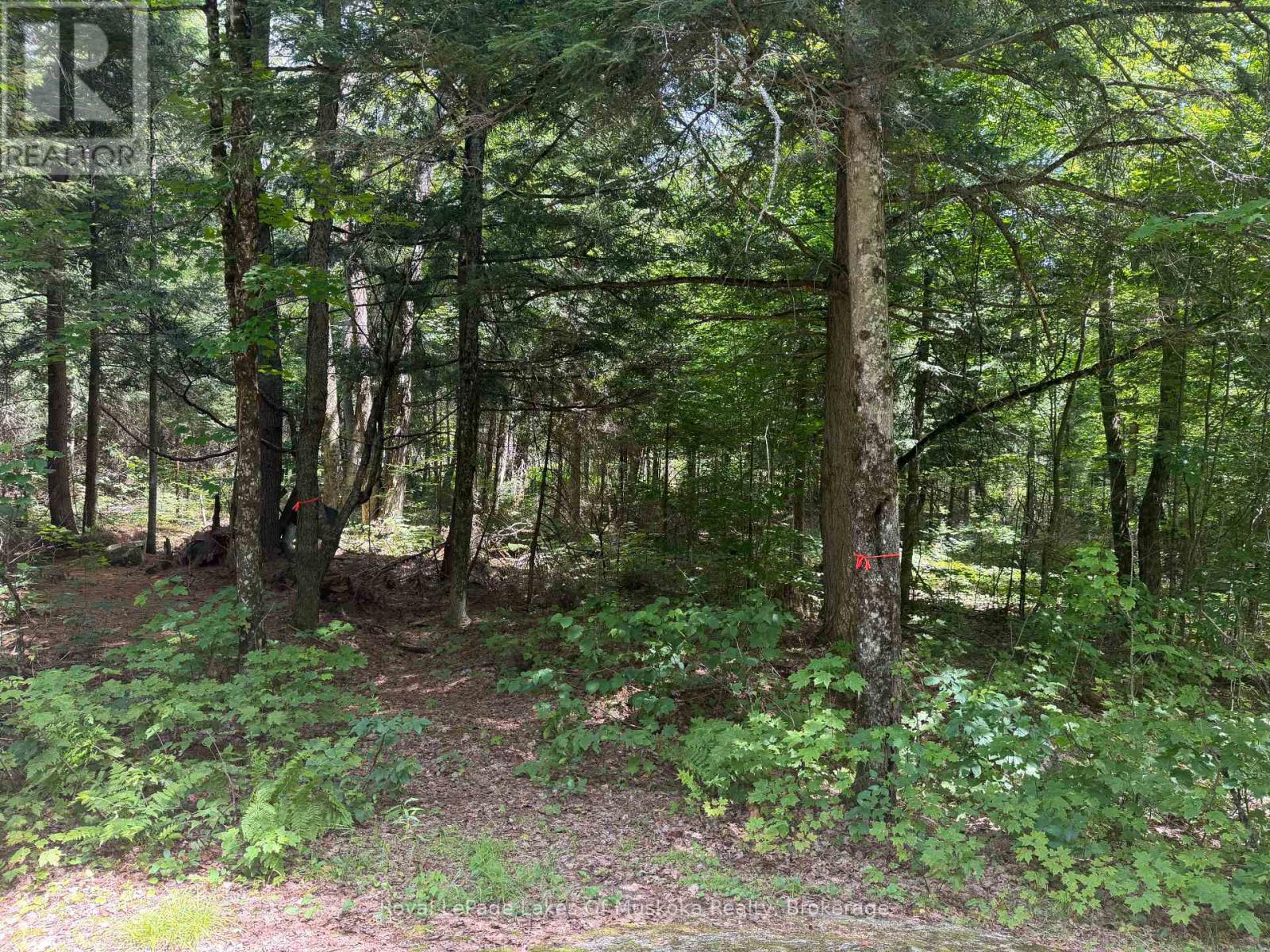 0 Axe Lake Road Property Photo 4