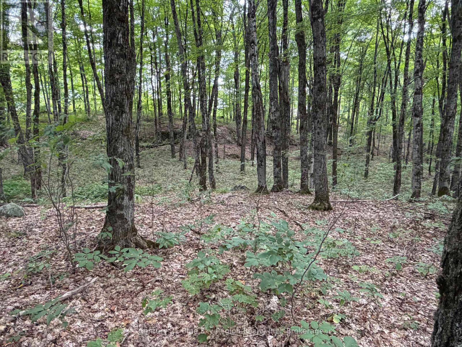 Part Lot 11 & 12 Chikopi Road Property Photo 3