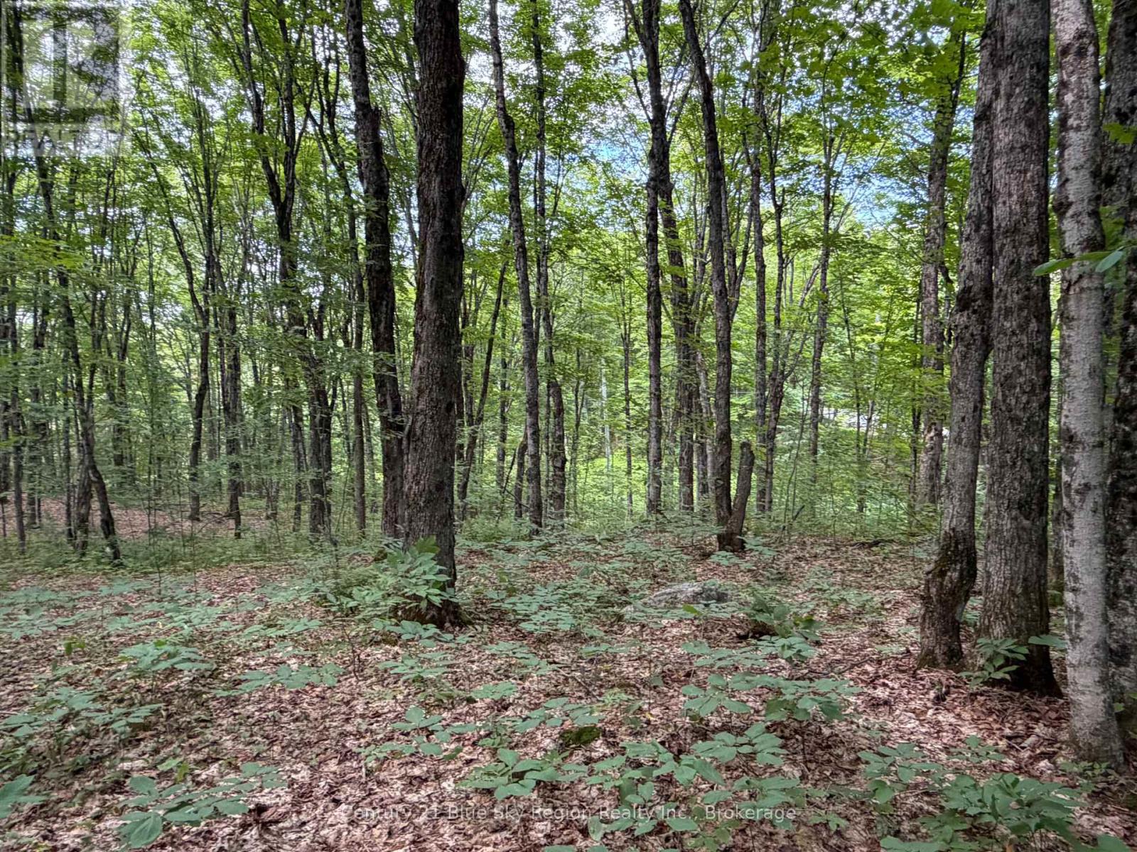Part Lot 11 & 12 Chikopi Road Property Photo 4
