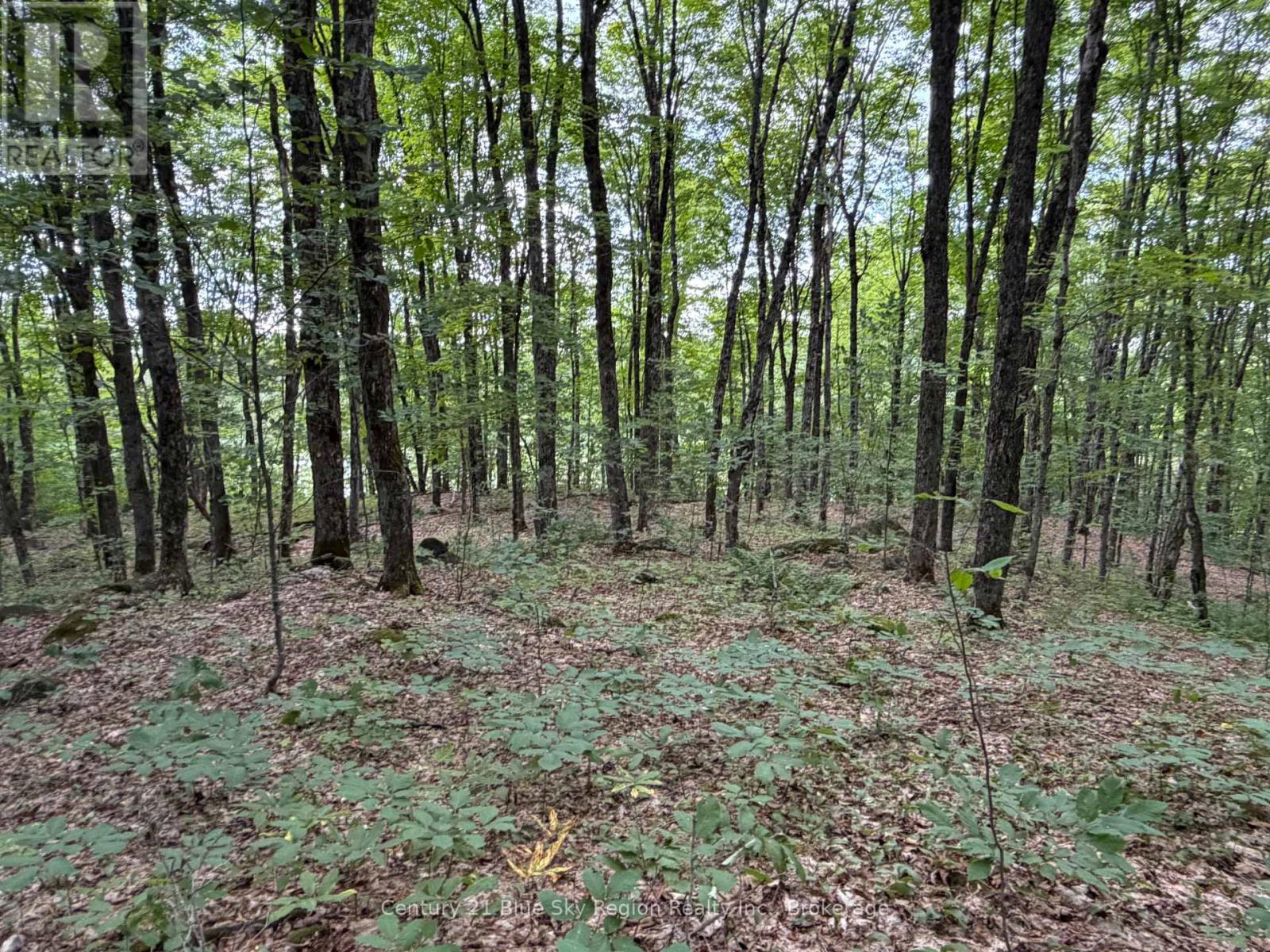 Part Lot 11 & 12 Chikopi Road Property Photo 5