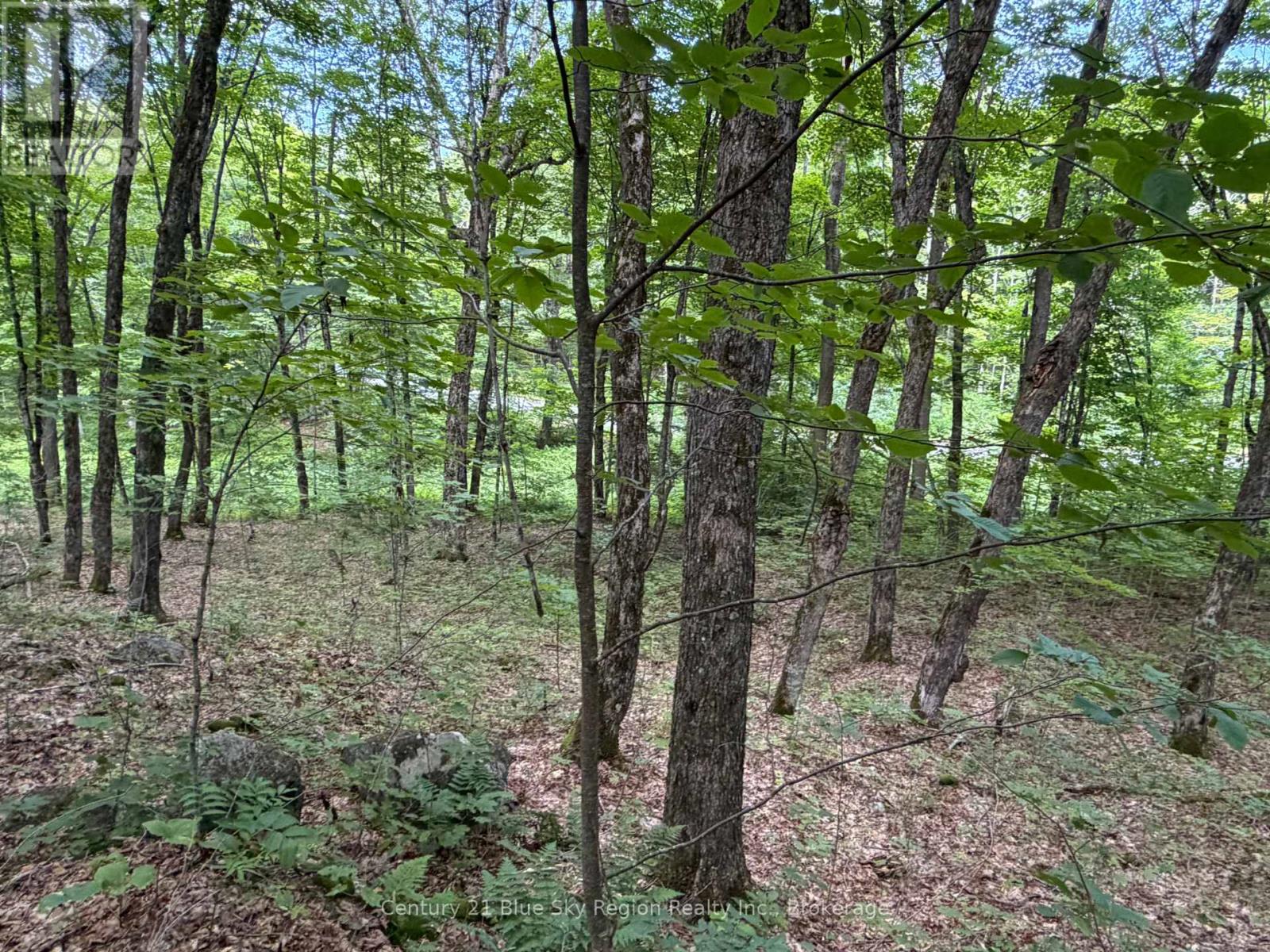 Part Lot 11 & 12 Chikopi Road Property Photo 6