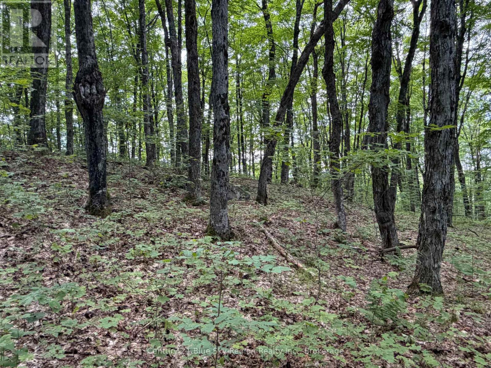 Part Lot 11 & 12 Chikopi Road Property Photo 7