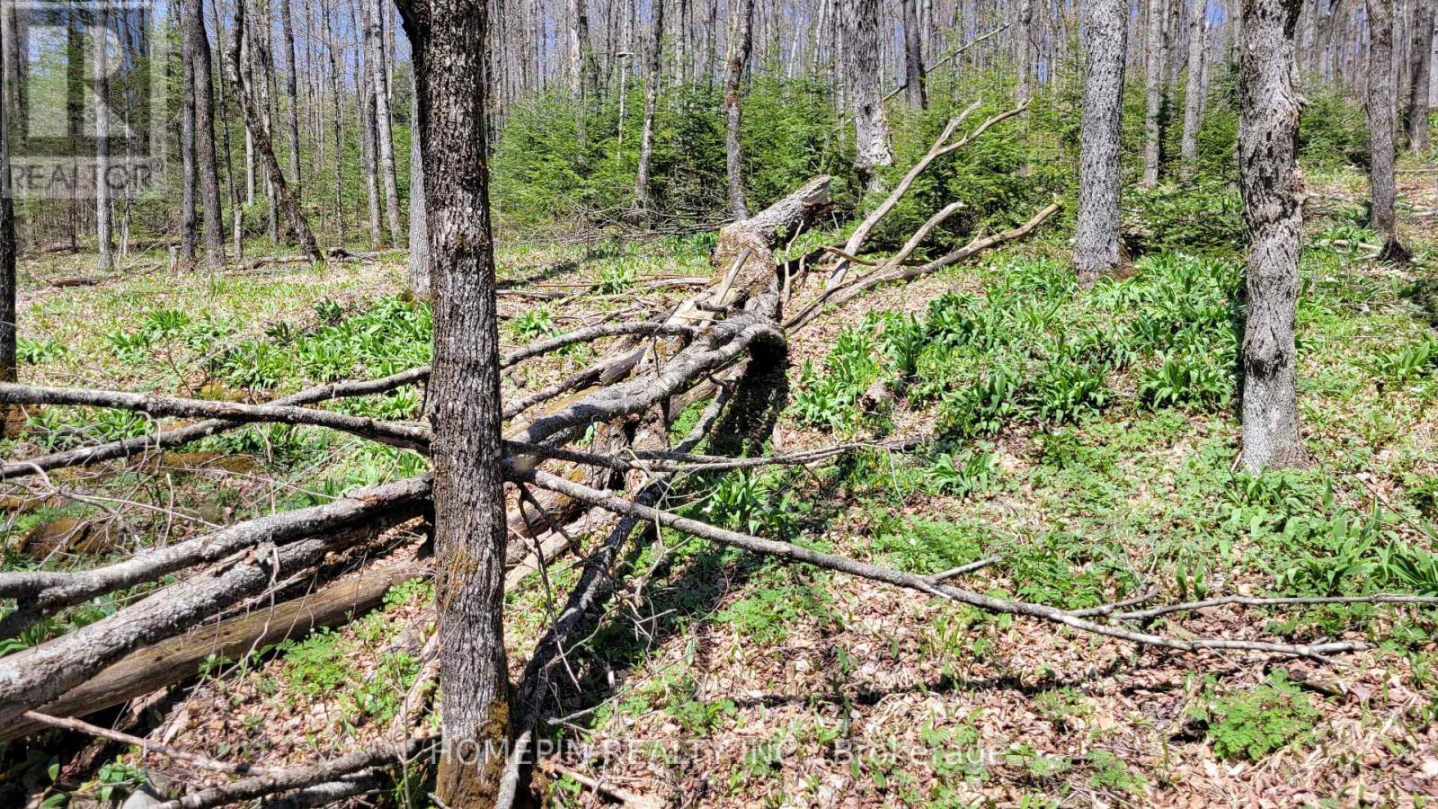 673 Buckshot Lake Road Property Photo 6
