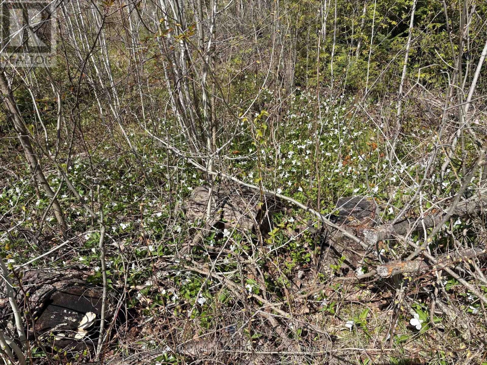 Lot 0 County Road 38 Property Photo 14