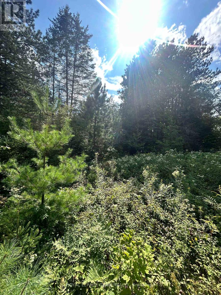 Lot 7&8 Pond Road Property Photo 13
