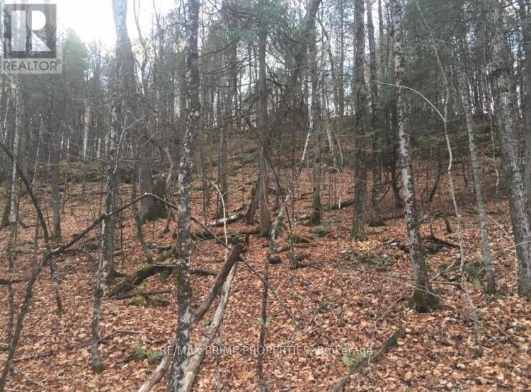0 Burnt River Road Property Photo 3