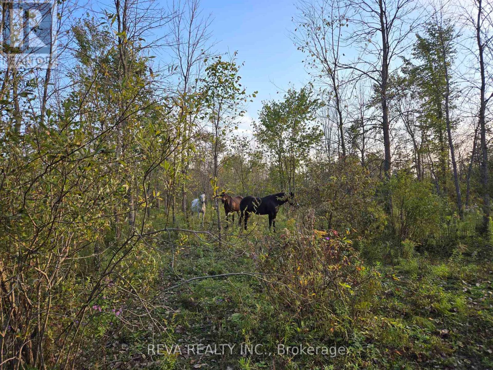 782 Shannon Road Property Photo 4