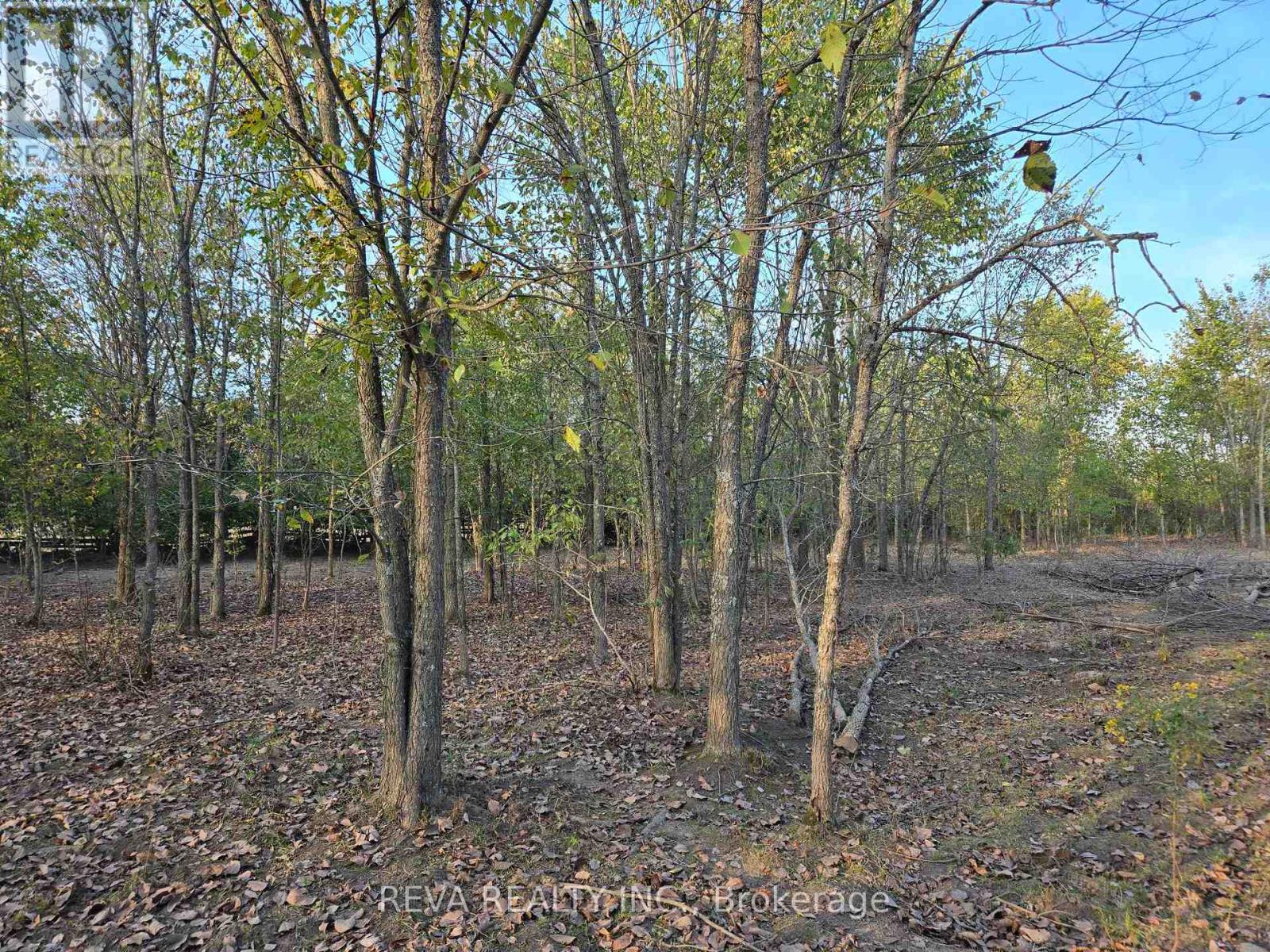 782 Shannon Road Property Photo 6