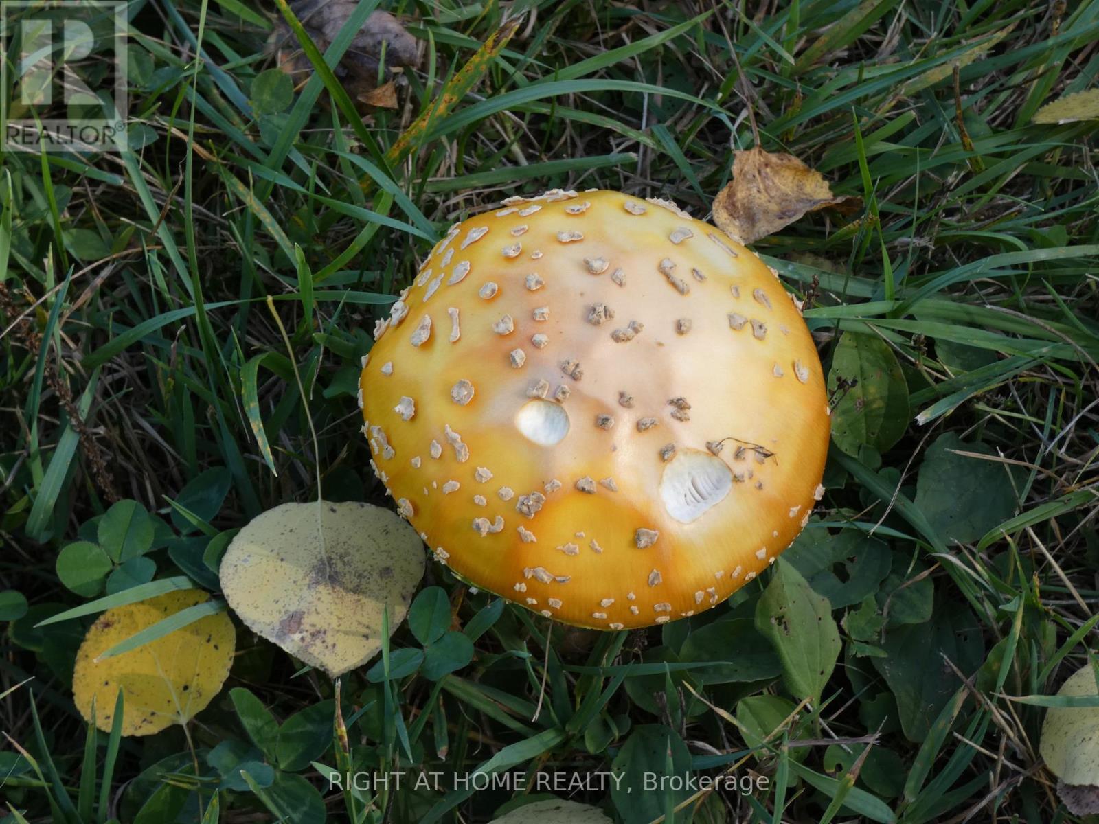 Pt 2&4 Mcdonald Road Property Photo 7