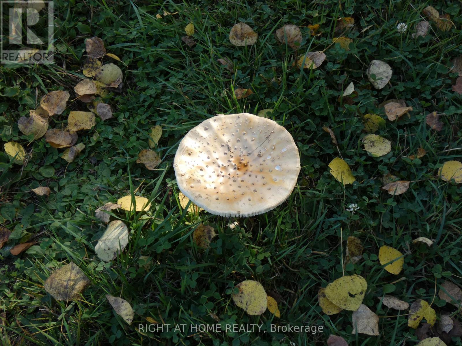 Pt 2&4 Mcdonald Road Property Photo 8