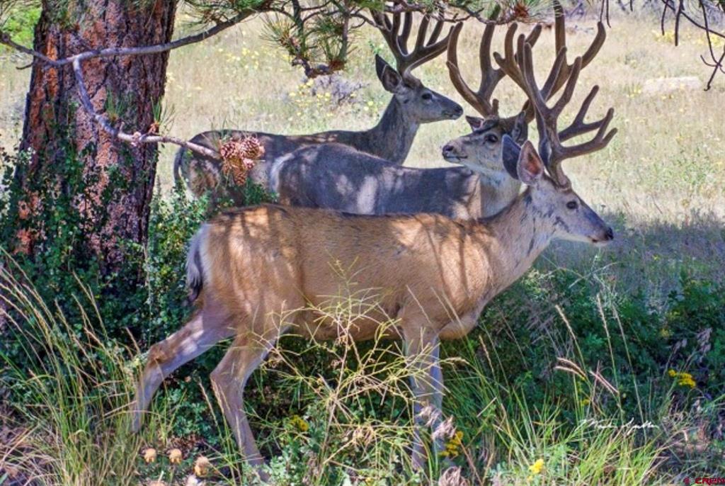 Tbd Buckhorn Mountain Ranch Property Photo 2
