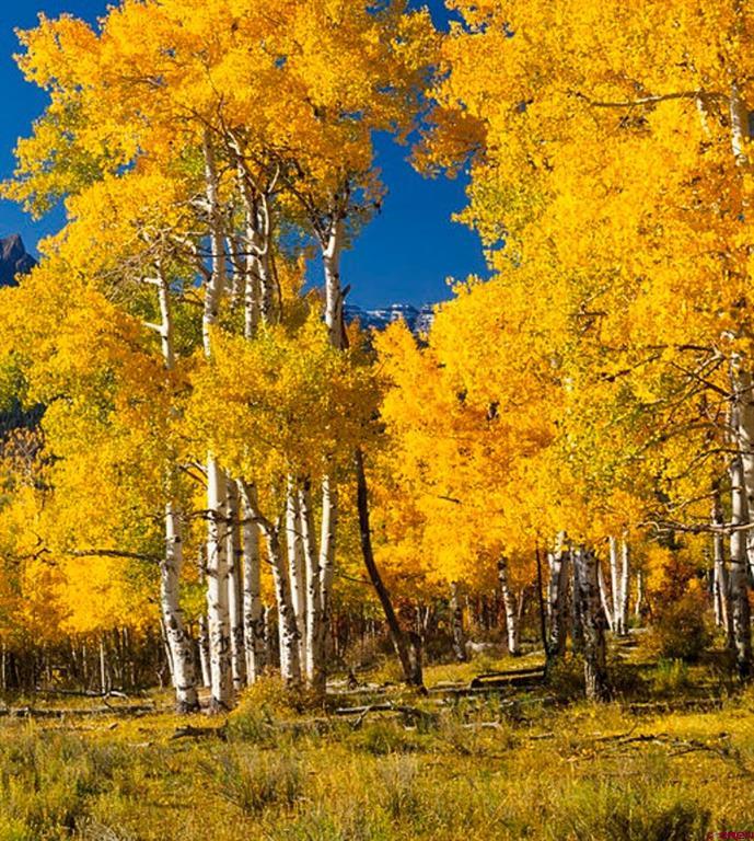 Tbd Buckhorn Mountain Ranch Property Photo 12